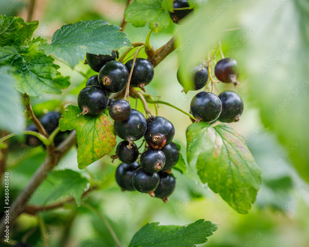 black currant berry on a bush macrophotography black currant berry on a bush macrophotography