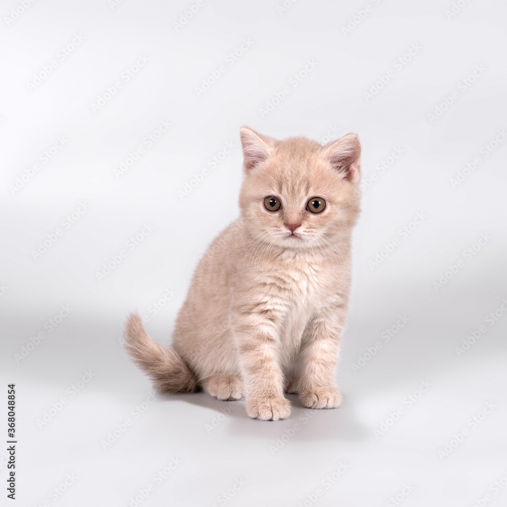 British shorthair pedigree cats on the studio background