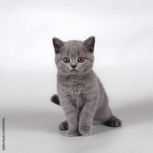 British shorthair pedigree cats on the studio background