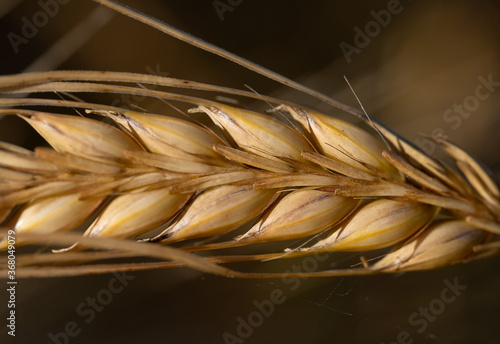 Ripe ear of rye close-up. Image with selective focus