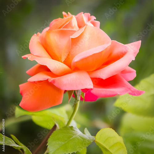 Orange flower, beautiful orange rose close up and isolated against a green background