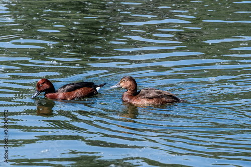 Ferruginous Duck (Aythya nyroca) in pond
