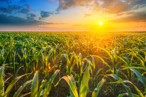 Corn field at sunset with bright sun