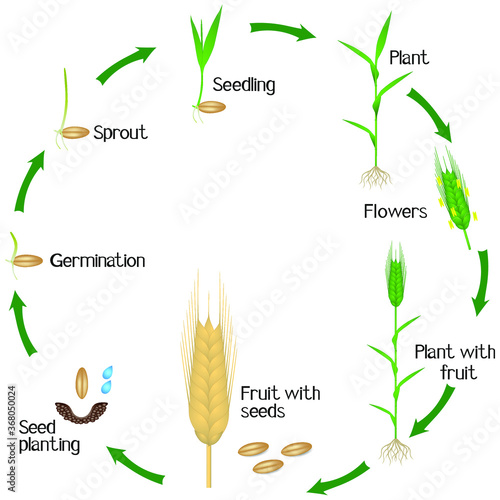Cycle of a rye plant growth isolated on white background.
