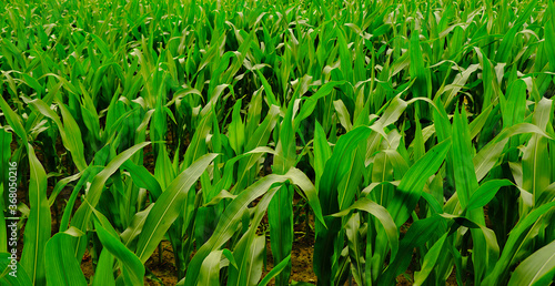 Pole młodej rosnącej kukurydzy