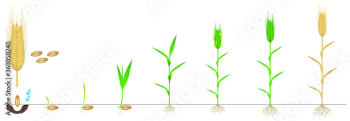 Cycle of growth of a rye plant on a white background.
