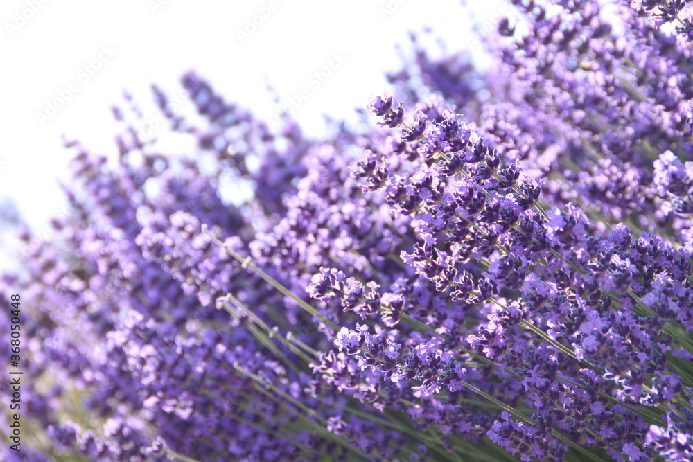 Field of Lavender, Lavandula angustifolia, Lavandula officinalis Field of Lavender, Lavandula angustifolia, Lavandula officinalis