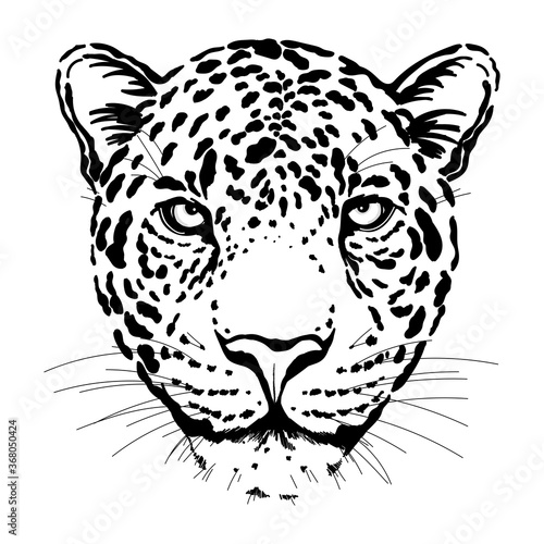 Hand drawn sketch style portrait of leopard isolated on white background. Vector illustration.