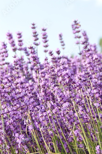 Field of Lavender, Lavandula angustifolia, Lavandula officinalis 