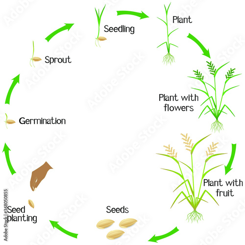 Life cycle of a rice plant on a white background.