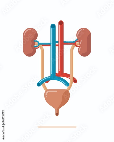 Illustration of human urinary system, contains kidneys, ureter, urinary bladder, urethra and vessels, flat design vector illustration