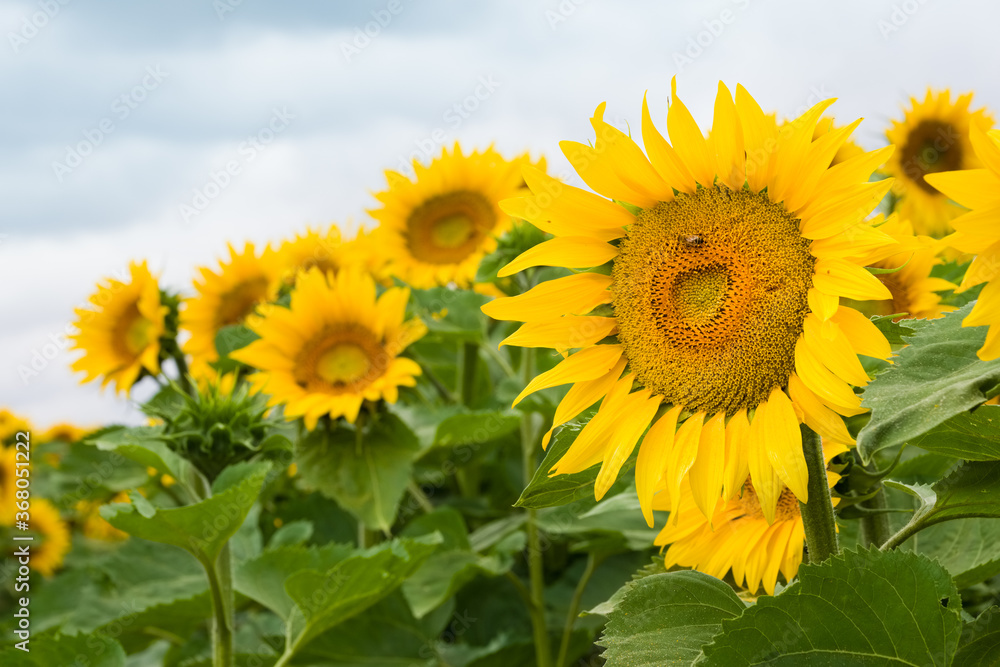 Obraz premium Fleur de tournesol