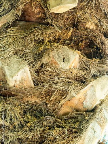 a fragment of a palm tree trunk closeup