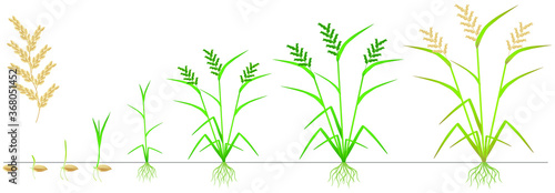 Cycle of growth of a rice plant on a white background.