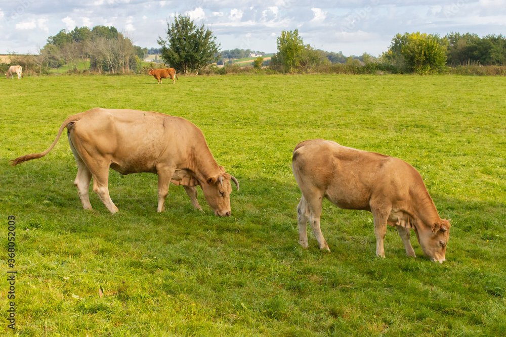 Two grazing cows in the meadow. Pair of cows in the field. Cattle farm. Pasture concept. Domestic animal. Rural landscape. Livestock background.