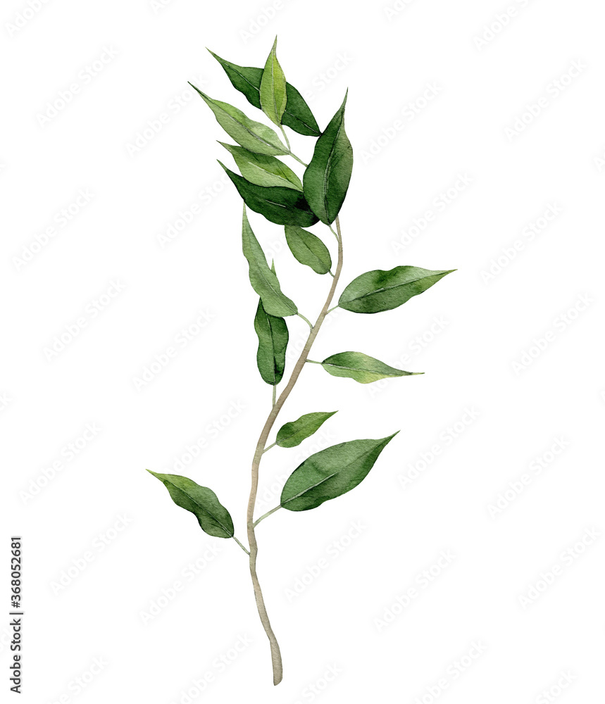 Ficus Benjamin. Fig tree frond. Curly green branch. Watercolour illustration on white background.