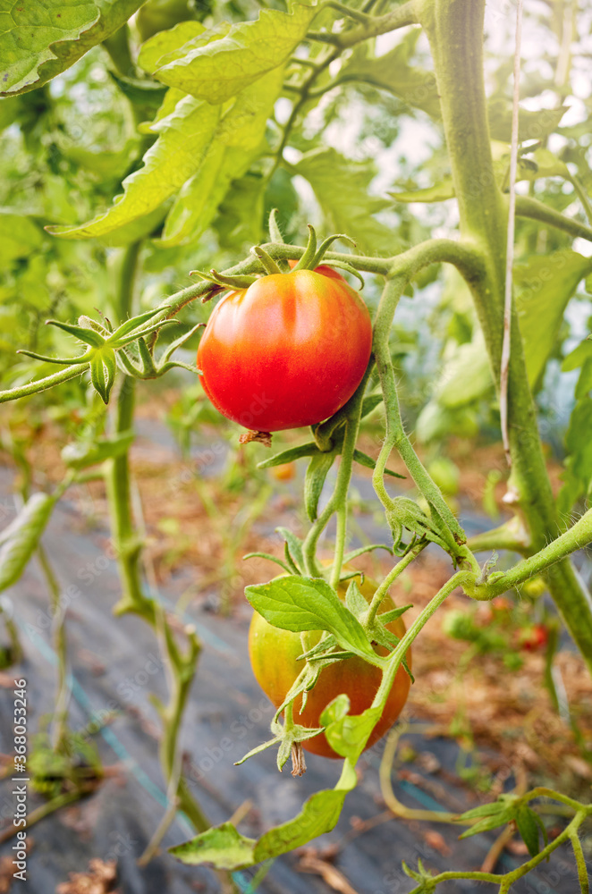 Ripening organic tomatoes in a greenhouse, selective focus. Ripening organic tomatoes in a greenhouse, selective focus.