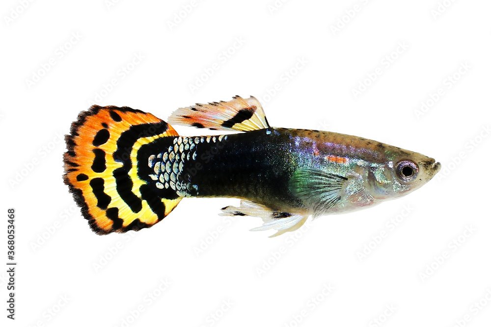 Dragon Head Guppy fish aquarium fish Poecilia reticulata colorful ...