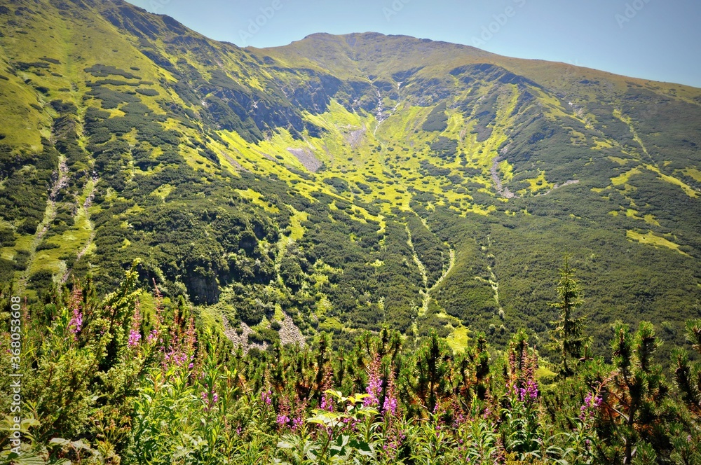 Zielona tatrzańska kotlina w Dolinie Żarskiej, Tatry Słowackie