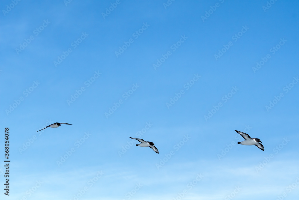 Cape Petrel (Daption capense) in South Atlantic Ocean, Southern Ocean, Antarctica