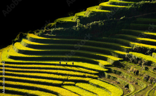 Fotografie mu cang chai in viet nam