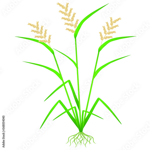 Rice plant with roots isolated on white background.