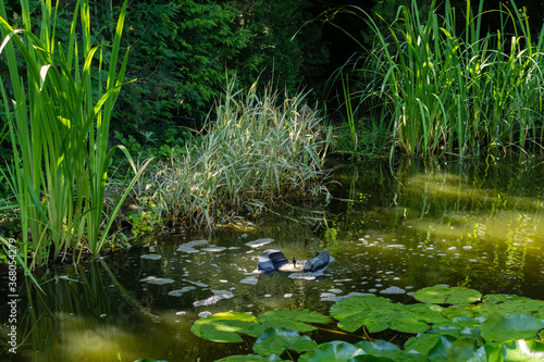 Fototapeta Naklejka Na Ścianę i Meble -  Water surface of magic pond with blooming water lilies and lotuses is cleaned of debris using the floating Messner skimmer. Water around skimmer boils from being saturated with oxygen.