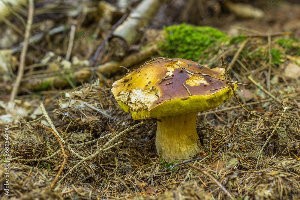 Fototapeta premium Mushrooms cut in the woods. Mushroom boletus edilus growing in green moss. Autumn forest mushrooms scene.Vegetarian diet food.Tasty fresh natural product.Two brown mushrooms nature scenery selective