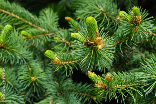 Young light green needles on branch of blue Christmas tree Picea pungens on blurred background of evergreen plants. Selective focus. Soft green needles as decoration of spring evergreen garden.