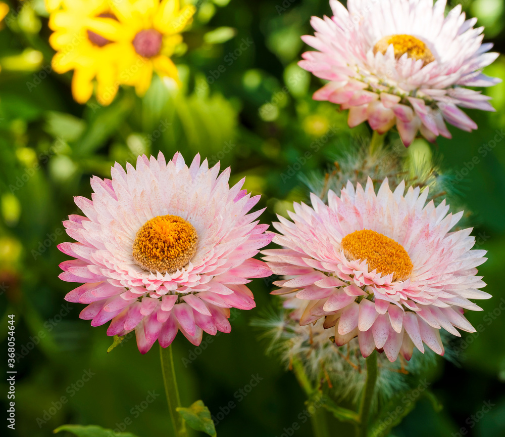 Xerochrysum bracteatum GartenStrohblumen oder Goldstrohblumen frisch