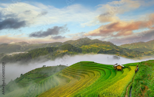 Fotomural mu cang chai in viet nam