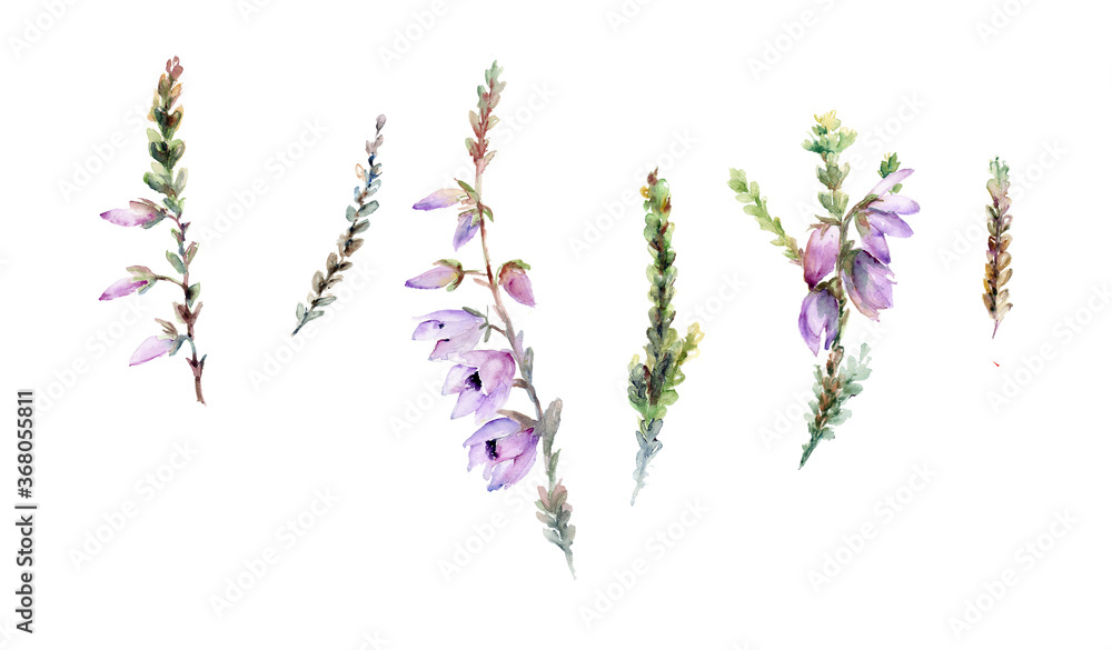 Fototapeta premium Blooming watercolor heather, set of isolated elements, botanical illustration of heather