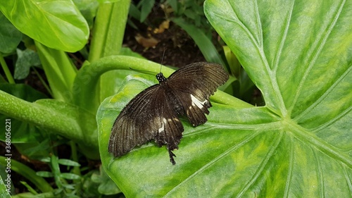 Black butterfly on a leaf