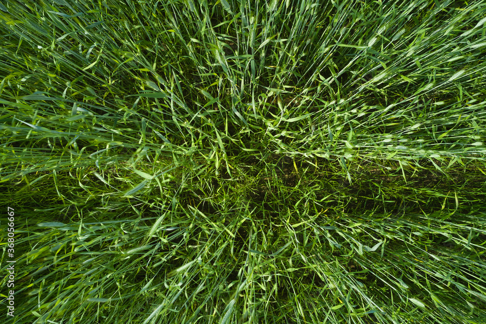 Background and texture of fresh green young cereal field Background and texture of fresh green young cereal field