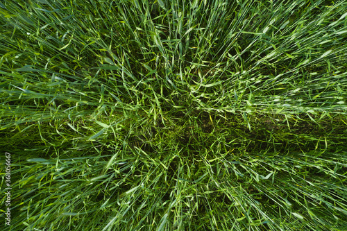 Background and texture of fresh green young cereal field