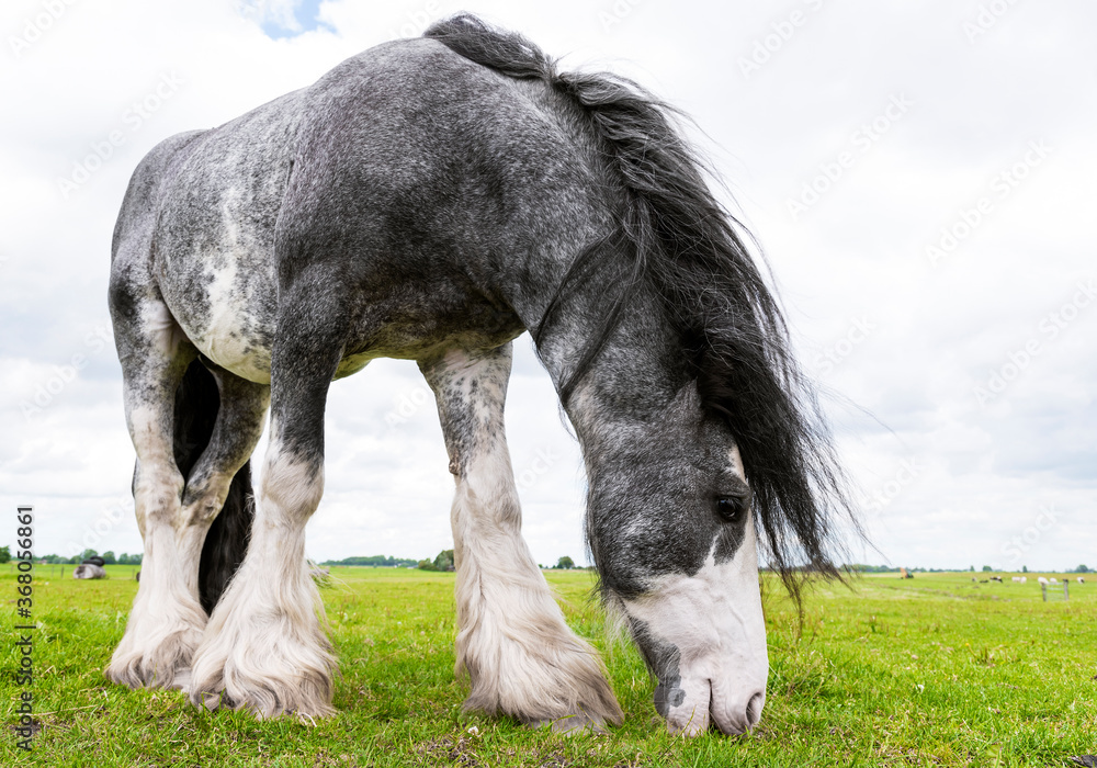 Rural landscape. Beautiful Dutch Draft horse grazing in a meadow in spring. Rural landscape. Beautiful Dutch Draft horse grazing in a meadow in spring.