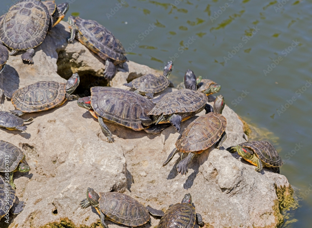turtles basking and swimming in the sun turtles basking and swimming in the sun