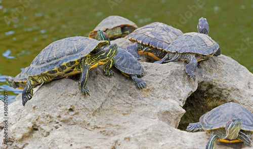 turtles basking and swimming in the sun