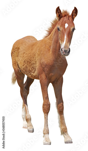 young beautiful foal on a white