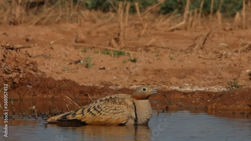 Black-bellied sandgrouse male and female at a water point in summer with the first light of day photo