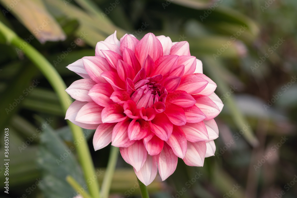 Fototapeta premium Close View Of Red Daisy Flower Facing Right Hand Side In The Park