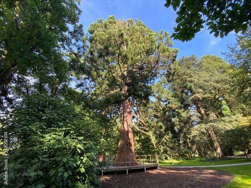 Giant sequoia (Sequoiadendron giganteum), giant redwood, Sierra redwood, Wellingtonia, Kalifornischer Berg-Mammutbaum, Riesen-Mammutbaum, Bergmammutbaum, Golemi mamutovac or Golema sekvoja photo