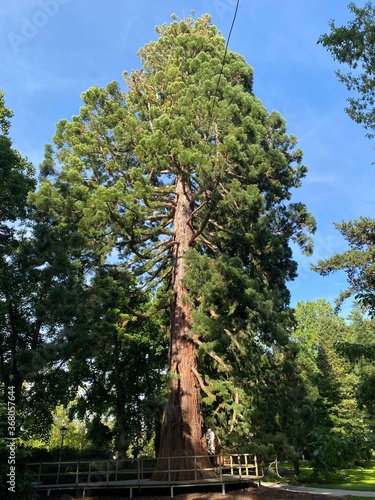 Giant sequoia (Sequoiadendron giganteum), giant redwood, Sierra redwood, Wellingtonia, Kalifornischer Berg-Mammutbaum, Riesen-Mammutbaum, Bergmammutbaum, Golemi mamutovac or Golema sekvoja photo