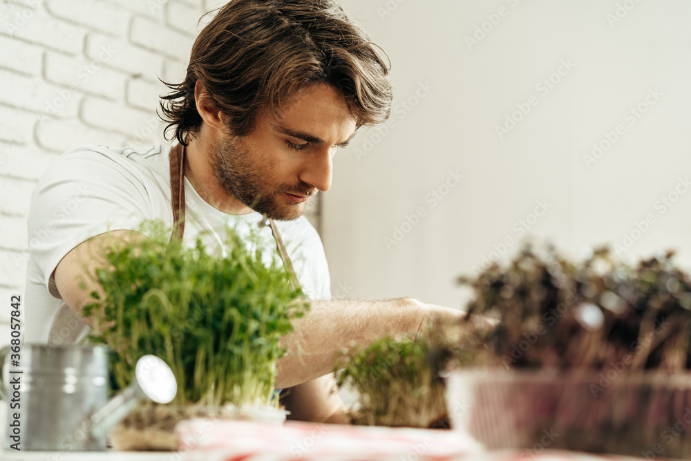 Attractive bearded man farmer taking care of sprouts of microgreens Attractive bearded man farmer taking care of sprouts of microgreens