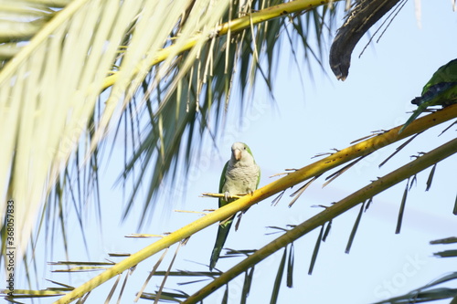 cotorra argentina