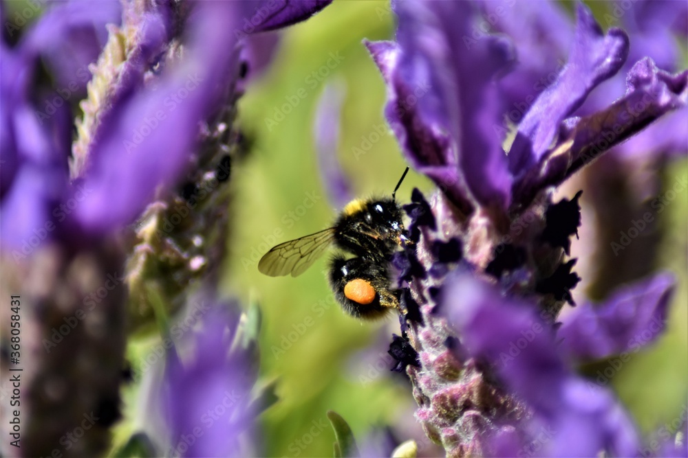 Bee collecting pollen from a lavender plant Bee collecting pollen from a lavender plant