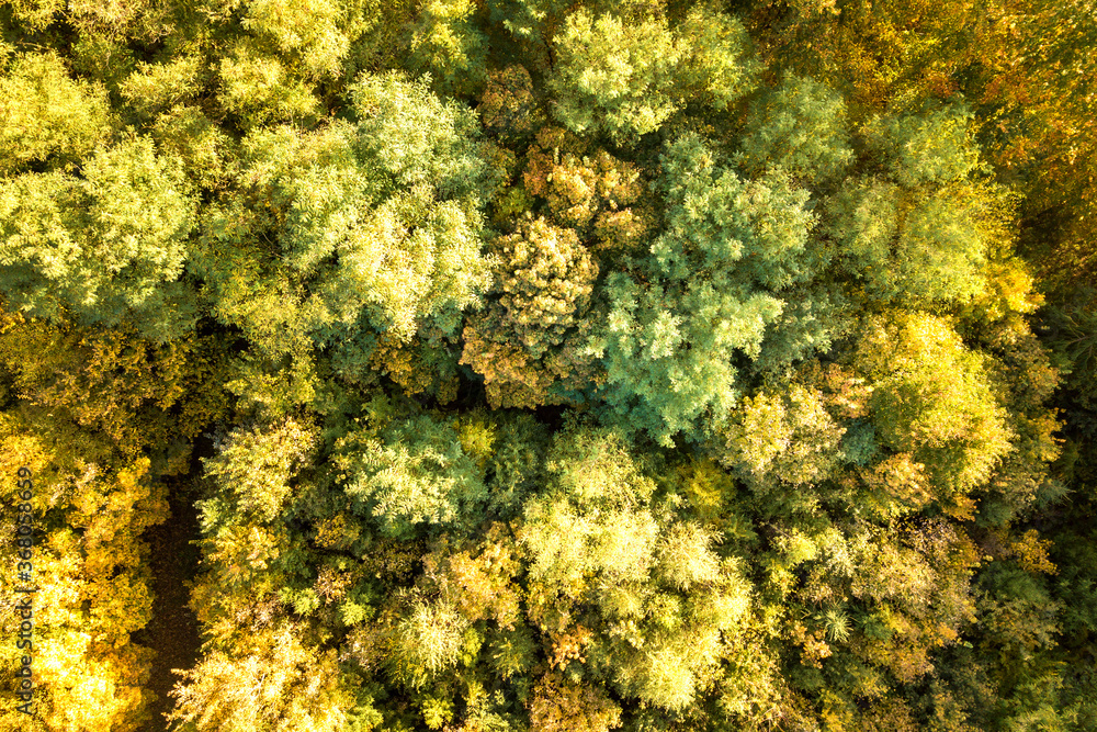 Top down aerial view of green and yellow canopies in autumn forest with many fresh trees. Top down aerial view of green and yellow canopies in autumn forest with many fresh trees.