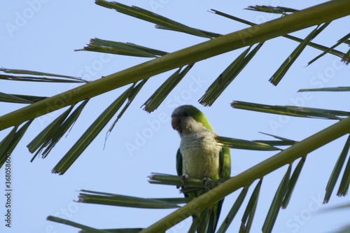 cotorra argentina