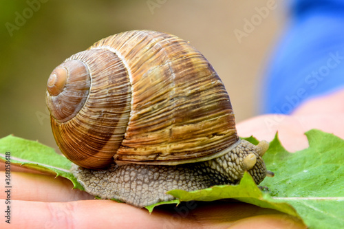 Big snail on the hand is hiding its eyes.