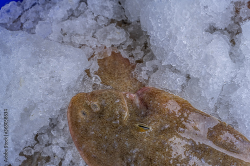 Capbreton France. 27.06.2020. French fish market. Fresh flounder on the ice